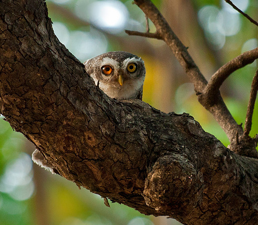 Little Owl - Athena Noctua