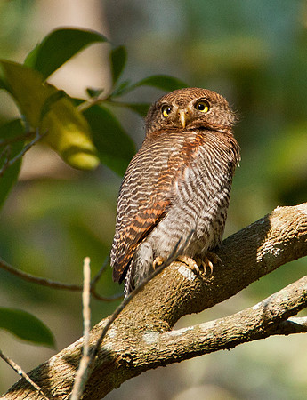 Jungle Owlet - Glaucidium radiatum
