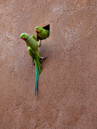 Nesting Ringneck Parakeets - Red Fort, Delhi