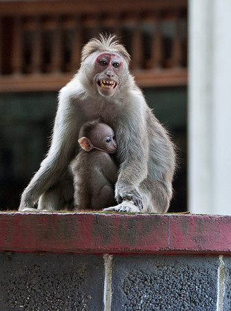 Protective Mom - Rhesus Macaque