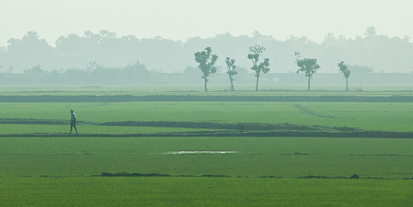 Farmer & Rice Paddy - Kochi