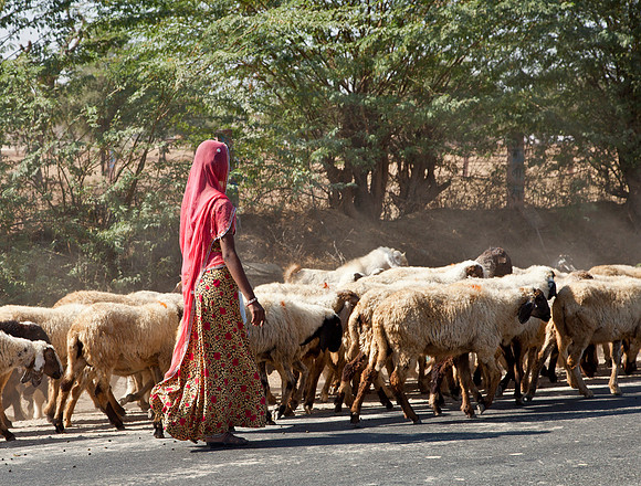 Shepherdess - Rajasthan