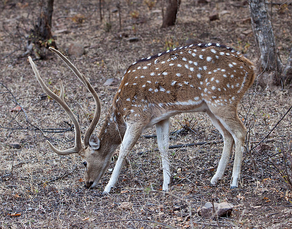 Spotted Deer - Rajasthan