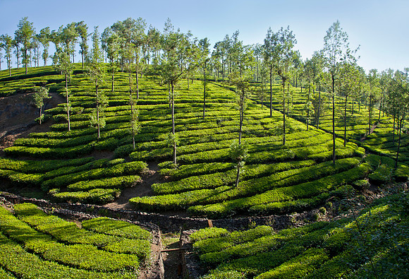 Tea Plantation - Thekkady
