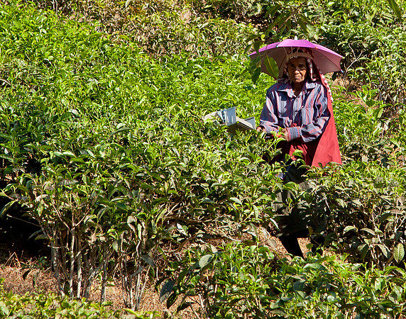 Tea Picker - Thekkady
