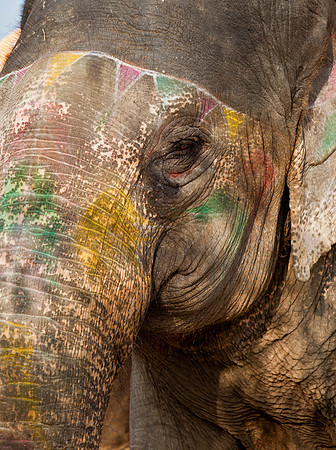 Painted Elephant - Jodhpur
