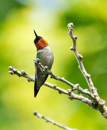 Ruby Throated Hummingbird - Wisconsin