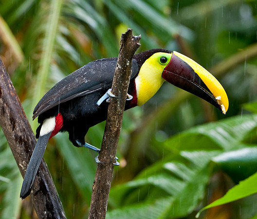 Chestnut Mandibled Toucan