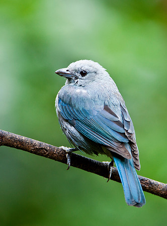 Blue Grey Tanager