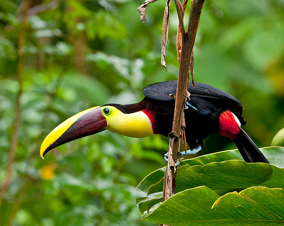 Chestnut Mandibled Toucan