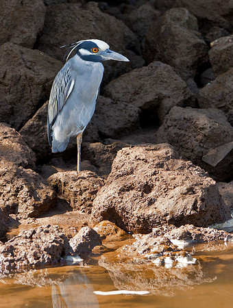 Black Crowned Night Heron