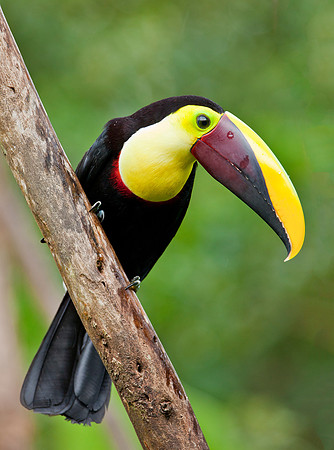 Chestnut Mandibled Toucan