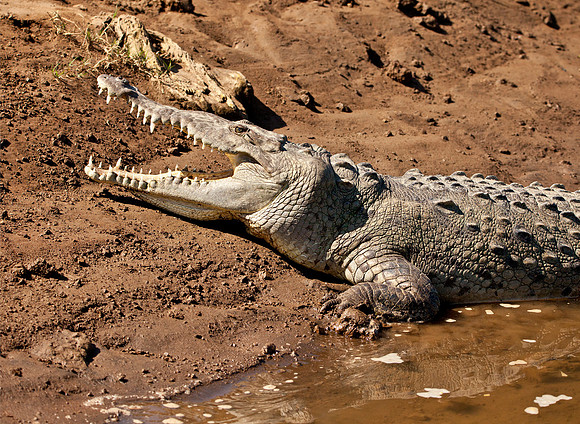 Monster Croc - Rio Tarcoles
