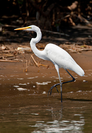 Great Egret