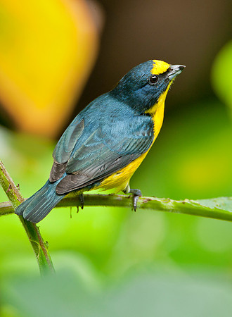 Euphonia