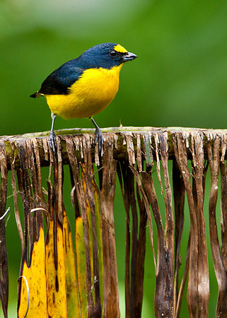 Euphonia