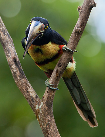 Collared Aracari