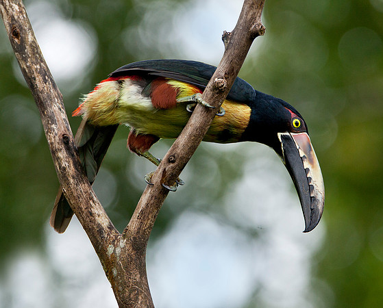 Collared Aracari