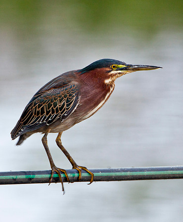 Green Heron - Brasilito