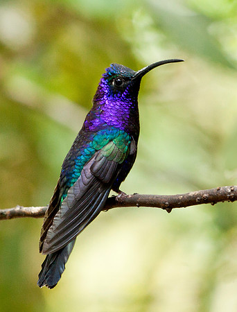 Violet Sabrewing