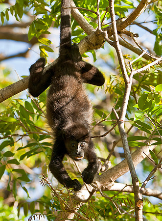 Hanging Out - Juvenile Howler Monkey