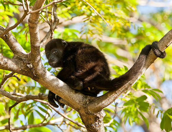 Juvenile Howler Monkey