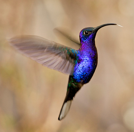 Violet Sabrewing