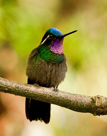 Purple Throated Mountain Gem - Male