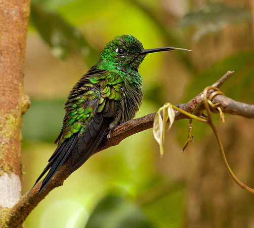 Green Crowned Brilliant - Male