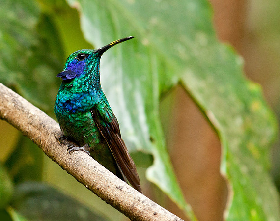 Green Violet Ear - Monte Verde