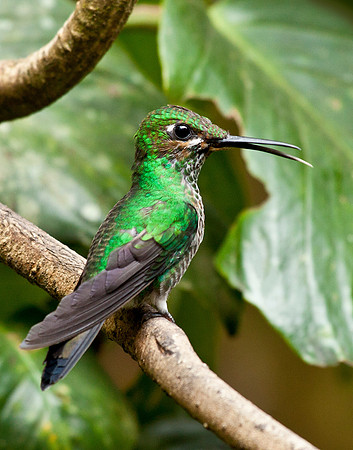 Green Crowned Brilliant - Female