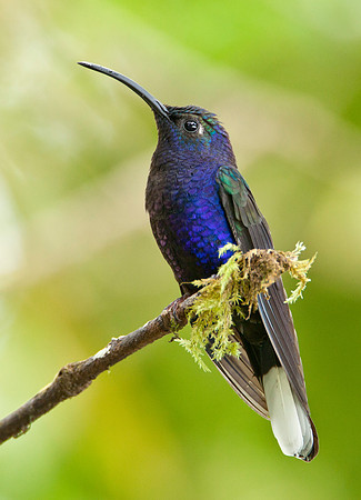 Violet Sabrewing
