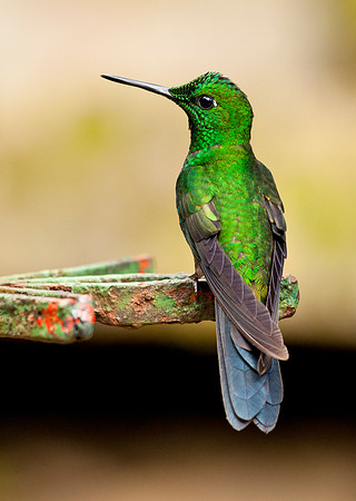 Green Crowned Brilliant
