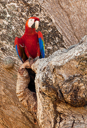 Nesting Scarlet Macaw