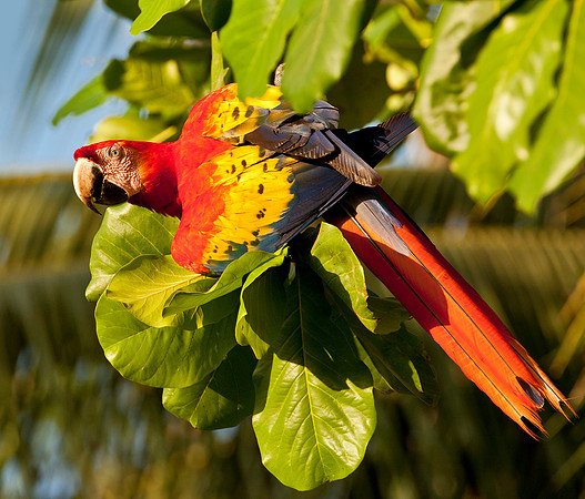 Scarlet Macaw III