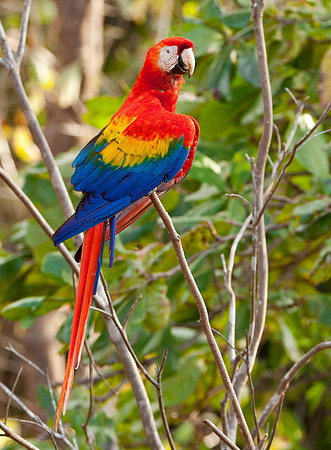 Scarlet Macaw