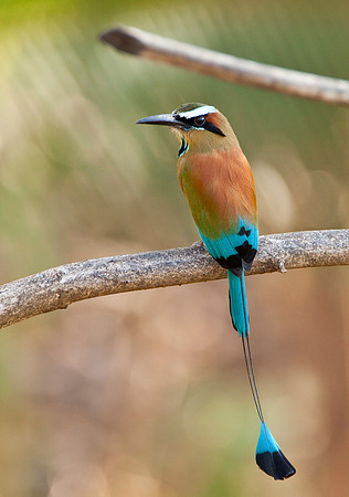 Turquoise Browed Motmot