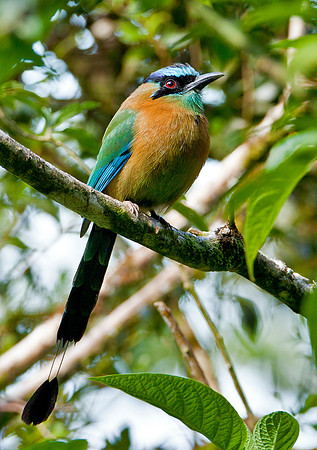Turquoise Browed Motmot