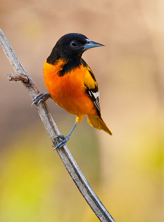 Baltimore Oriole