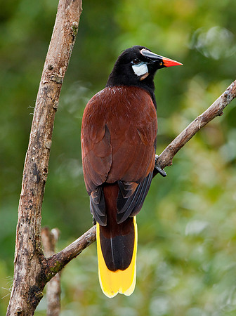 Oropendola - Bijagua