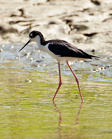 Black Necked Stilt