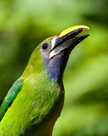 Emerald Toucanet