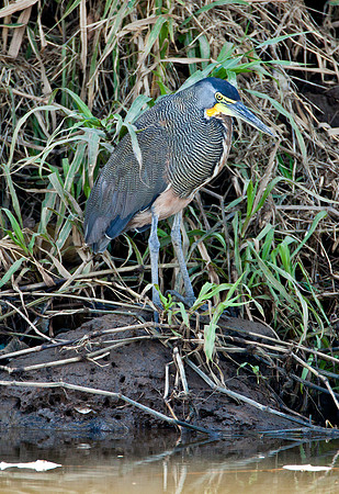 Tiger Heron - Tarcoles River