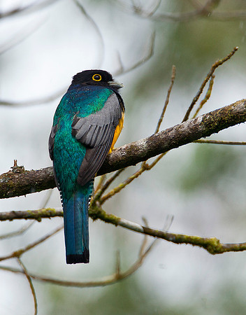 Black Throated Trogon