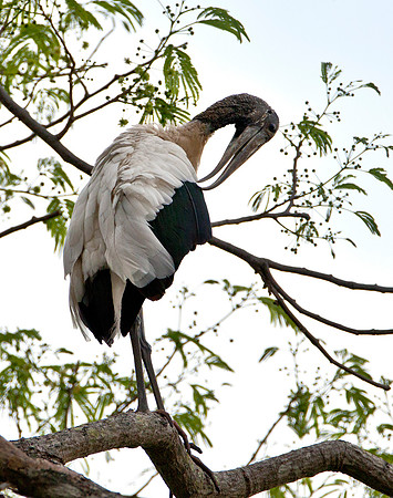 Wood Stork - Guanacaste