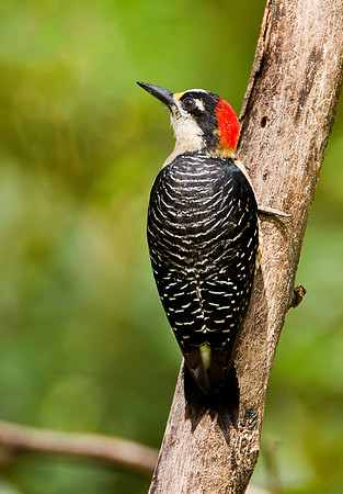 Black Cheeked Woodpecker