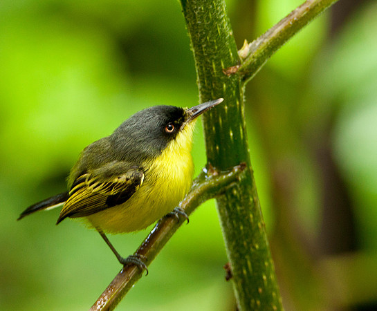 Common Tody Flycatcher