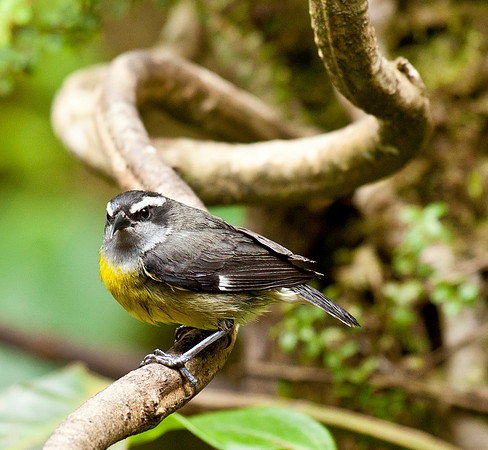 Bananaquit - Cloud Forest