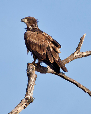 Juvenile Bald Eagle