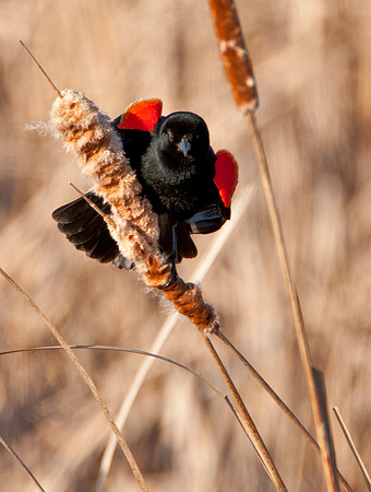 Male Red Wing Blackbird